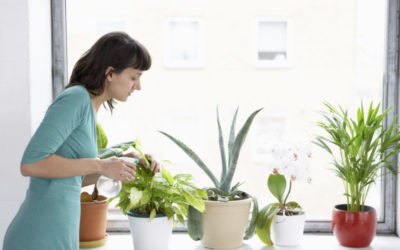 3 Houseplants for Cleaner Indoor Air