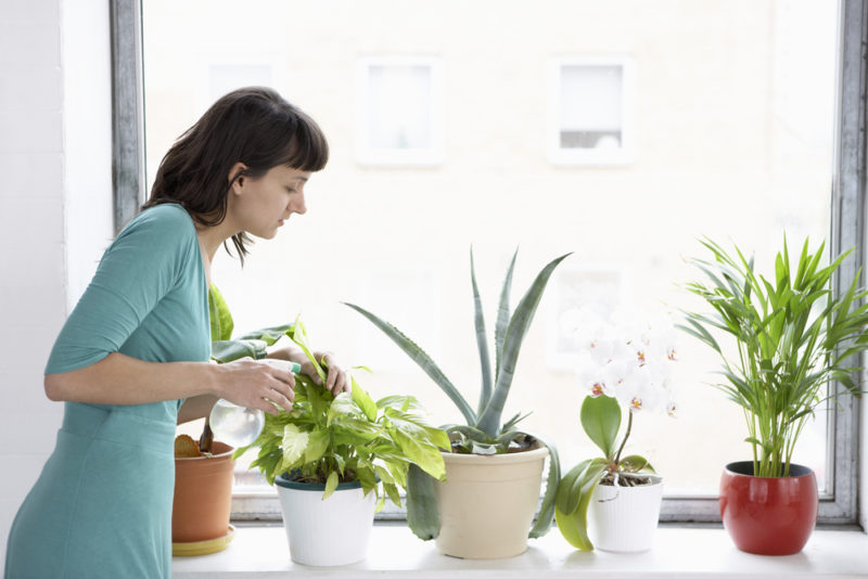 Houseplants