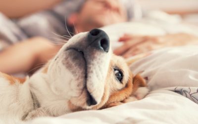 How Does Your Pet Impact Your HVAC System?